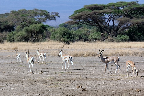 Kenia (127)